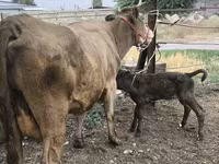 Vaca, Simmental cattle — foto 1