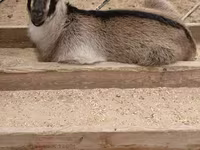 Cabro, Cabras — foto 6