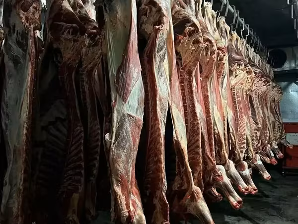 Cow, Cattle — Russia