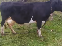 母牛, Cattle — 照片 4