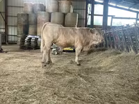 Bulle, Charolais cattle — Foto 4