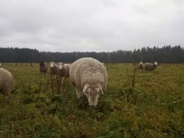 Хуц, Хонь — Орос