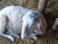 Хуц, Awassi sheep — 4 зураг
