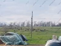 Ram, Romanov sheep — photo 4