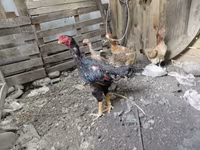 أستراليان غيم — الصورة 1