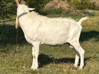 Ziegenbock, Saanen goat — Foto 2