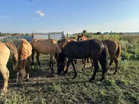 فرس, Horse breed — الصورة 4