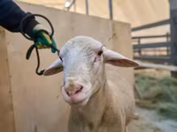Хуц, Lacaune sheep — 2 зураг