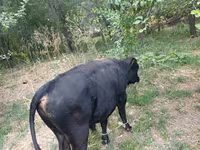 Бух, Улаан хомолтой үхэр — 6 зураг