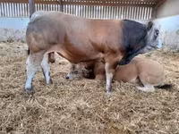 Бух, Partenaise cattle — 8 зураг