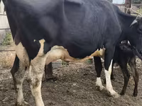 Vaca, Russian Black pied cattle — foto 2