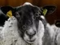 Carnero, Romanov sheep — foto 4