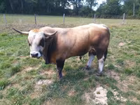 Toro, Aubrac cattle — foto 1