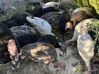 Turkeys — फ़ोटो 2