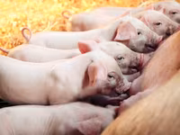 Premixuri pentru animale şi păsări / Премиксы для птиц и животных — фото 3