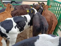 Vaca, Vaca Limousin — foto 1