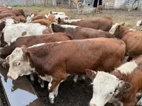 公牛, Cattle — 照片 7