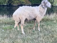 Хуц, Karakul sheep — 1 зураг