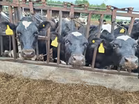 母牛, Simmental cattle — 照片 6