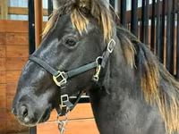 公马, Rocky Mountain Horse — 照片 5