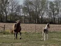 فرس, Pinto horses — الصورة 7