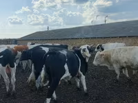Bull, Russian Black pied cattle — photo 1