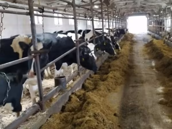 Kuh, Holstein-Rasse — Russland