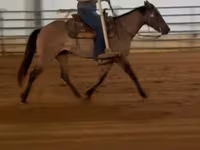 Mare, Quarter Horse — photo 3