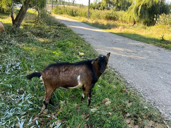 公山羊, Goats