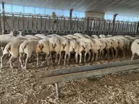 كبش, Charollais sheep — الصورة 4