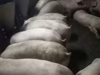 Säue, Schweine — Foto 3