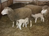Ram, Dorset horn sheep — photo 3