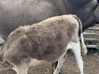 Vaca, Ganado vacuno — foto 8