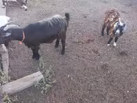 Cabro, Cabras — foto 1