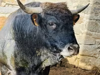 Үнээ, Aubrac cattle — 2 зураг
