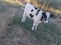Vaca, Raza Holstein — foto 2