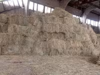 Продам тюки сена — फ़ोटो 2