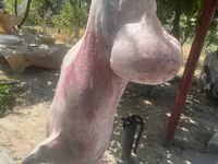 Хуц, Rhon sheep — 4 зураг