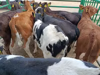 Vaca, Vaca Limousin — foto 2
