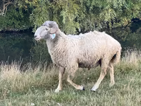 Хуц, Karakul sheep — 4 зураг