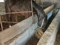 Mare, Friesian sport horse — photo 2