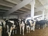 Vaca, Raza Holstein — foto 6
