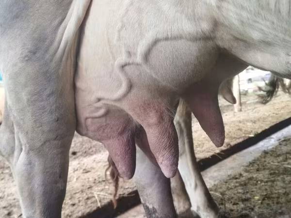 Cow, Swiss cattle