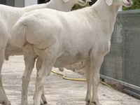 Хуц, Rhon sheep — 3 зураг