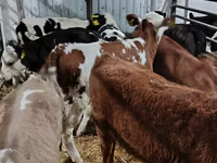 Cow, Limousin cow — photo 7