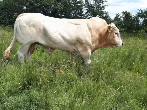 Бух, Blonde d’Aquitane cattle