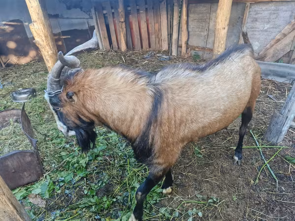 Cabro, LaMancha goats
