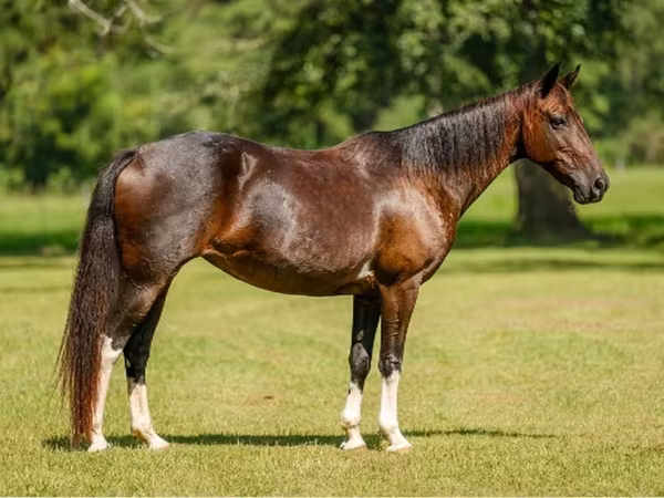 Азаргагүй морь, American paint horse