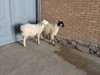 Ямааны ухна, Ямаа — 4 зураг