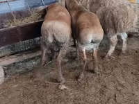 Sheep, West-Siberian mutton sheep — photo 2